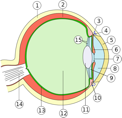 Anatomie des menschlichen Auges