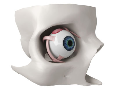  Grafik der Augenhöhle die zum Schutz des Auges dient