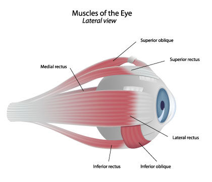 Bewegungsmuskulatur des Auges