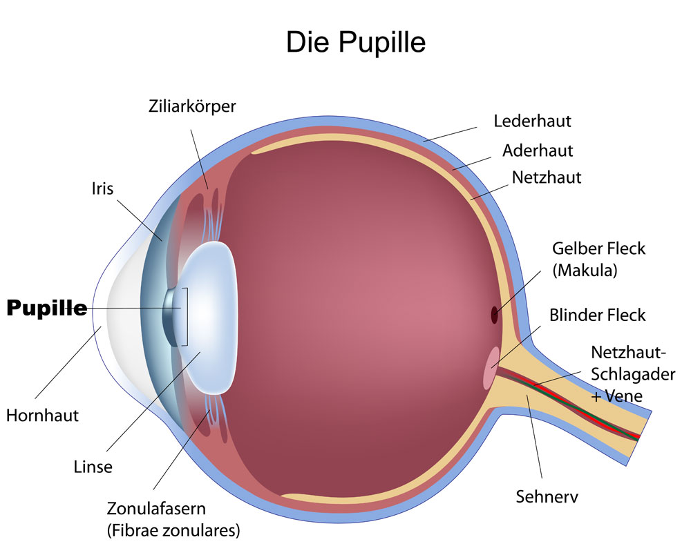 Bild Pupille Auge