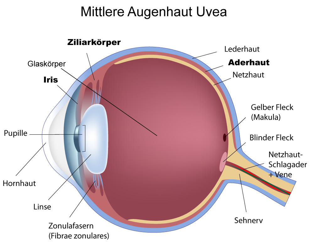 Bild Uvea mittlere Augenhaut